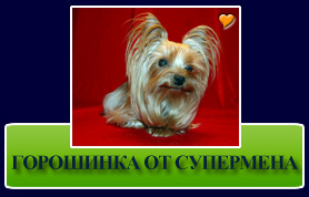 Йоркширский терьер Горошинка от Супермена